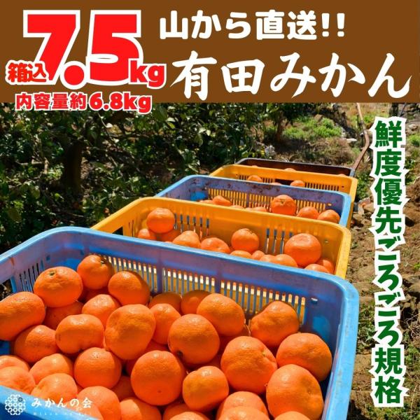 みかん 山から直送 箱込 7.5kg (内容量6.8kg) 鮮度優先ごろごろ規格 和歌山県 家庭用 ...