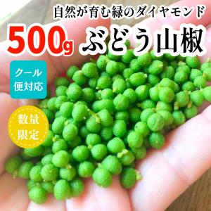 ぶどう山椒 500g 実山椒 生山椒 和のスパイス 痺れる辛さ 和歌山県産 産地直送 クール便対応 5月21日〜出荷｜mikannokai