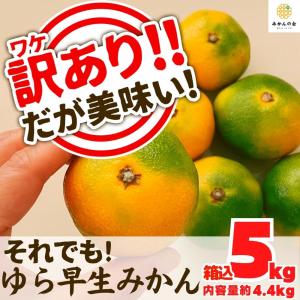 みかん 温室山北蜜柑 Mサイズ5K 特選 | 夏 Summer fruits,温室山北