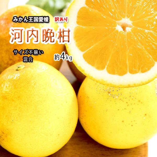 河内晩柑 訳あり 愛媛県産 和製グレープフルーツ ジューシーオレンジ サイズ混合 不揃い 4ｋｇ 送...