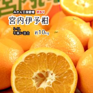 イマジン・グローバル・ケア ブロリコ90錠 1個 : 元気になるお薬屋