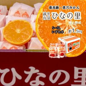 2025 御歳暮 真穴みかん 糖度12度以上 秀品 S~Lサイズ 約5kg 愛媛県産
