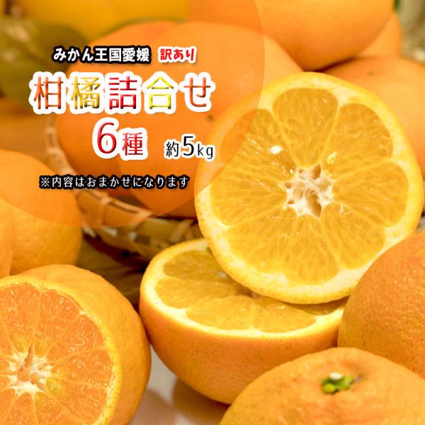 柑橘 訳あり 6種 詰め合わせ 福袋 愛媛県産 箱買い 約5ｋｇ 送料無料