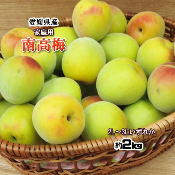 南高梅 家庭用 うめ 梅 父の日 梅干し用 大粒 約2ｋｇ 送料無料 2L-3L