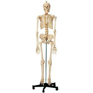 等身大 人体模型 (全身骨格模型) 等身大 骨格模型 骨格標本 骨模型 骸骨模型 人骨模型 骨格モデル 人体モデル ヒューマンスカル 人体｜million-got