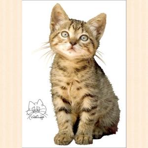 送料無料 動物写真家 岩合光昭 ねこウォールステッカー 10 シール 壁デコ フチなし 賃貸ok 人気 世界ネコ歩き カーテン ウォールステッカー市場 通販 Yahoo ショッピング