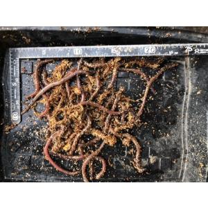 釣り餌 ミミズ 釣り の商品一覧 アウトドア 釣り 旅行用品 通販 Yahoo ショッピング