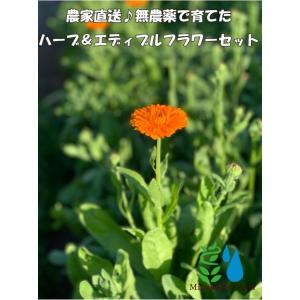 農家直送！里山育ちの無農薬ハーブ＆エディブルフラワーセット
