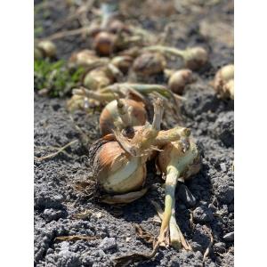 農家直送！里山育ちの無農薬玉ねぎ5kgセット オーガニック