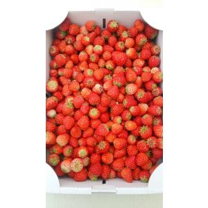中。目安2023年2〜3月紅ほっぺ　加工用イチゴ　�