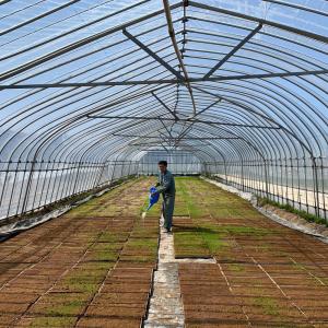 米 もち米 きぬのはだ 900g 秋田県産 令...の詳細画像1