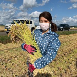米 もち米 きぬのはだ 900g 秋田県産 令...の詳細画像4