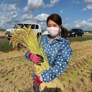 もち米 精米 5kg きぬのはだ 米 お米 秋...の詳細画像4
