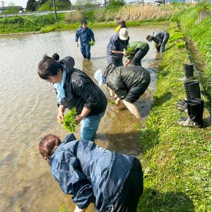 米 お米 めんこいな 精米 10kg(5kg×...の詳細画像1