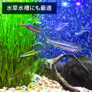 エーハイム クラシックフィルター 2213 ろ...の詳細画像3