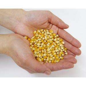 ハニー 高品質ポップコーン豆 2kg (バタフ...の詳細画像1