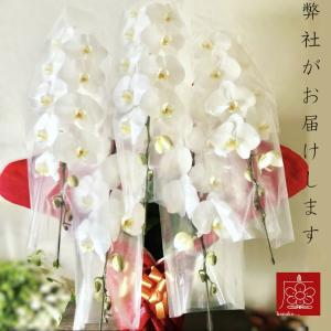 胡蝶蘭 5本立ち 大輪 御祝い