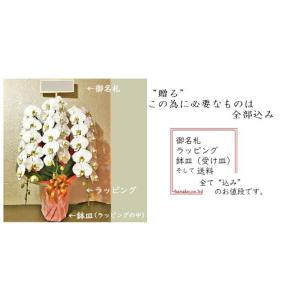 胡蝶蘭 5本立ち 大輪 御祝いの詳細画像2