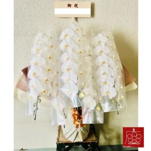 胡蝶蘭 5本立ち 大輪 御祝いの詳細画像5