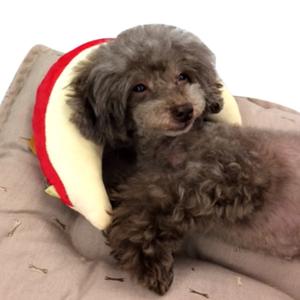 idog もぐもぐピロー 枕 ピロー クッショ...の詳細画像1