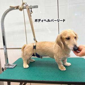 Petit ruban（プチリュバン） トリミング リード紐 ストラップ