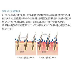 使用期限2028.3月 2本 マラセキュア シ...の詳細画像2