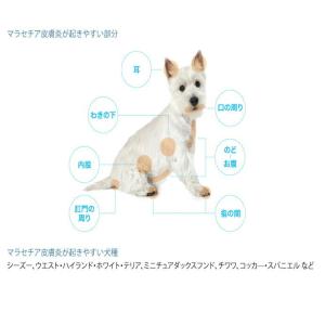 使用期限2028.3月 2本 マラセキュア シ...の詳細画像3