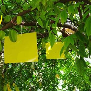 【50枚セット】 虫よけ 粘着シート ハエ取り...の詳細画像4