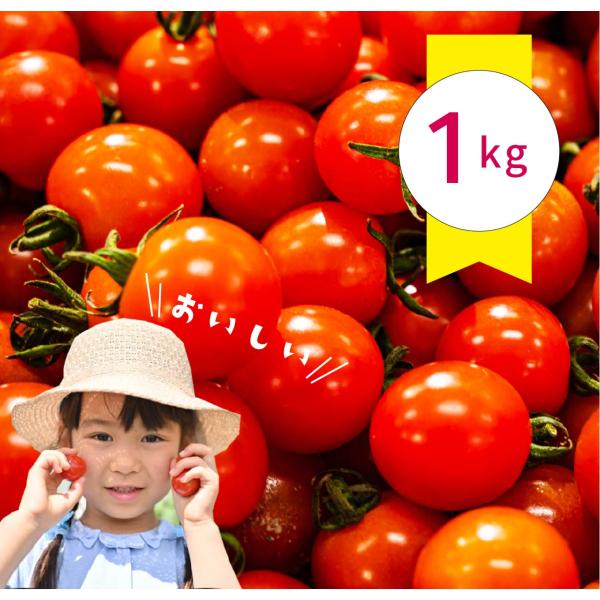 農園直送 ミニトマト「みのり」（1kg） 糖度7〜8 新鮮 獲れたて 徳島産  プチトマト 酸味 甘...