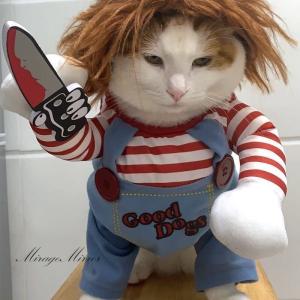 面白い猫服の商品一覧 通販 Yahoo ショッピング