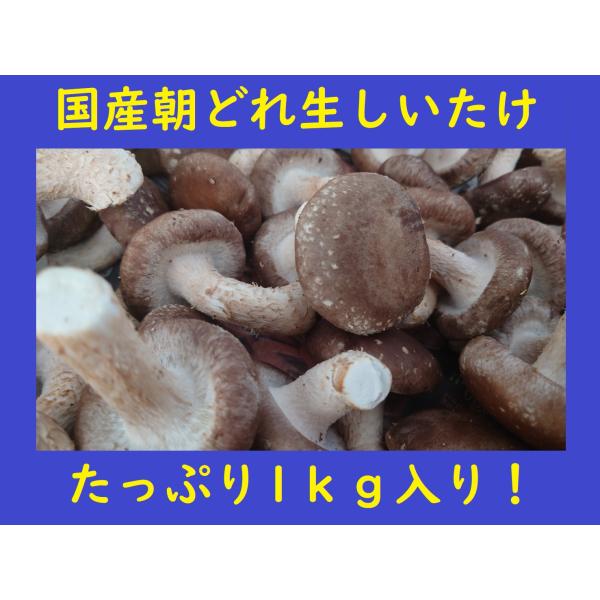 新鮮生しいたけ　良ランク品　1kg（約40〜50個）　愛媛県産　愛媛産菌床 　発送日収穫