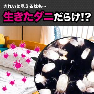 2個セット 捕獲力2倍アップ さよならダニーD...の詳細画像4