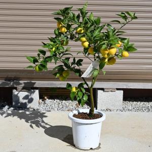 スダチ鉢植え6号　プラ鉢苗