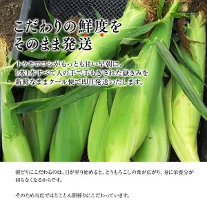 青森県産 とうもろこし 嶽きみ 12本セット ...の詳細画像4