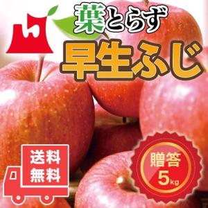青森県産 葉とらず ふじ ご贈答用 約5kg (約14〜18個