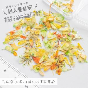 【全3色】小花の天然ドライフラワーMIX (1...の詳細画像4