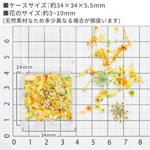 【全3色】小花の天然ドライフラワーMIX (1...の詳細画像5