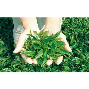 yuuka石鹸 茶澄(ちゃすみ)60g 茶のし...の詳細画像1