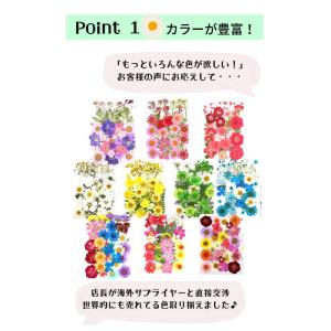 ドライフラワー 花材 押し花 デコパーツ レジ...の詳細画像1