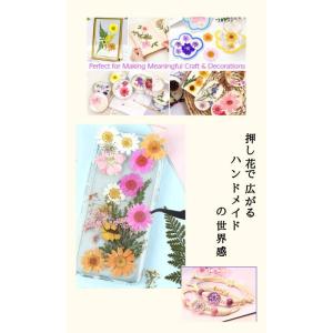 ドライフラワー 花材 押し花 デコパーツ レジ...の詳細画像3