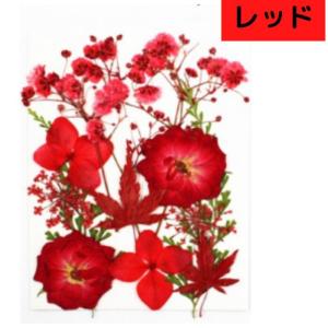 ドライフラワー 花材 詰合わせ レジン ハーバ...の詳細画像4