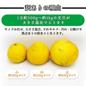 文旦 訳あり 土佐文旦 10kg 20〜30玉...の詳細画像1