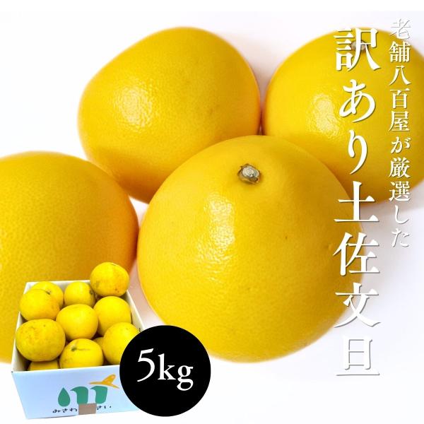 文旦 訳あり 土佐文旦 5kg 約15玉前後 ぶんたん ブンタン 高知県産 サイズお任せ 汚れ 黒点...