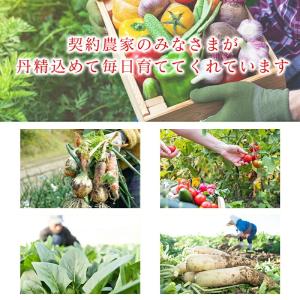 常備 野菜セット 国産 5kg 4種 人参 玉...の詳細画像5