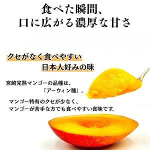 マンゴー 訳あり ご家庭用 宮崎県 完熟 3玉...の詳細画像2