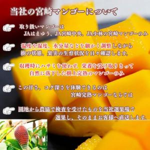 マンゴー 訳あり ご家庭用 宮崎県 完熟 3玉...の詳細画像3