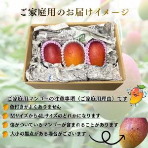 マンゴー 訳あり ご家庭用 宮崎県 完熟 3玉...の詳細画像4