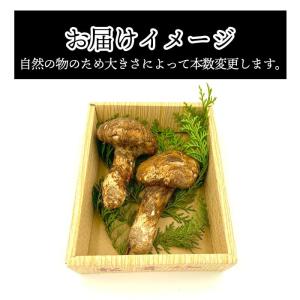 国産 松茸 訳あり 家庭用 100g 国産 長...の詳細画像5