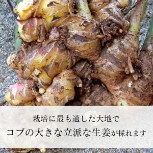 黄金生姜 1kg 国産 生姜 黄金しょうが 高...の詳細画像3