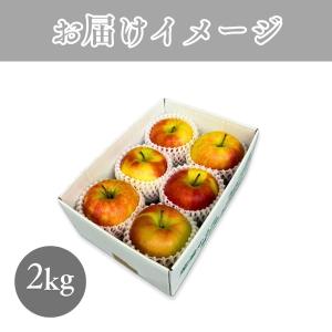 りんご 特選 糖度13.5度以上 ふじ 光セン...の詳細画像5